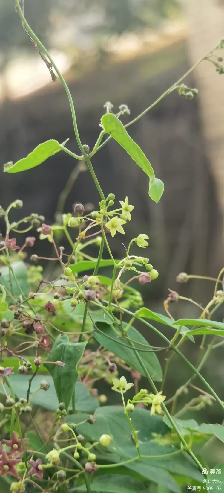 植物观赏 娃儿藤,土名五重瓦,老君须,别名七层楼